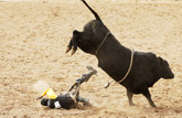 Equestrian braces and Rodeo supports